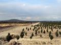 Pine on pumice soils