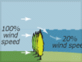 Shelter belts’ effect on wind