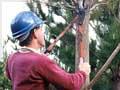 Pruned pines