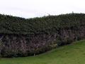 Trimmed macrocarpa hedge (1st of 6)