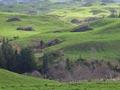 Cleared forestry land