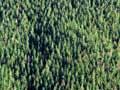 Radiata pine plantation