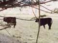 Stock under shelter