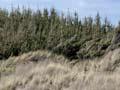 Pine and lupin on dunes