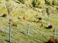 Poplar poles, Wairarapa