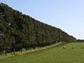 Pine shelterbelt