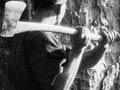 Felling a kauri