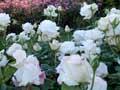 Dugald McKenzie Rose Garden, Palmerston North