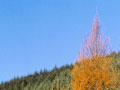 Larch 