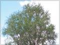 Moutere willow