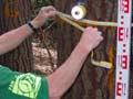 Measuring a tree