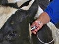 Vaccinating a cow