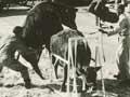 Artificial breeding of cattle