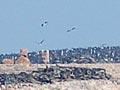 Guano
