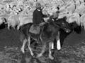 Shipping sheep, Waipiro Bay 