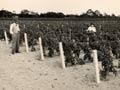 Levin Horticultural Research Station