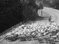 Droving, Gisborne hill country 