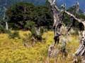 Ragwort