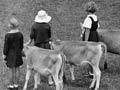 Calf club competition, Morrinsville (1st of 2)