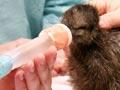 Kiwi surgery
