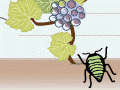 Phylloxera aphid life cycle