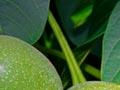 Immature walnuts