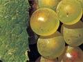 Chardonnay grapes