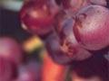 Pinot gris grapes