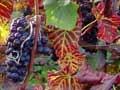 Grapevine leafroll symptoms