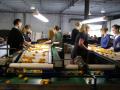 Apricot exports