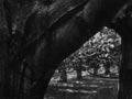 Walnut orchard