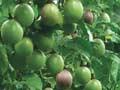 Black passionfruit orchard, Bay of Plenty