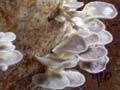 Bags of oyster mushrooms