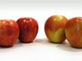 New Zealand cultivars