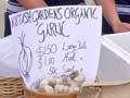 Garlic for sale