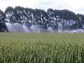 Spray irrigation