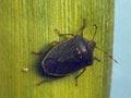 Green vegetable bug