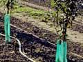 Drip irrigation