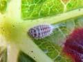 Interactive: Mealybugs