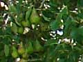 Samuel Marsden's pear tree