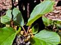 Kiwifruit vines