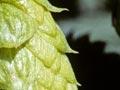 Hop flower cones