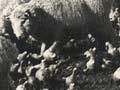 Sheep grazing on swedes
