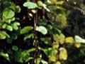 An unwanted weed