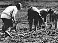 Planting a vineyard in Marlborough, 1973