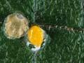 Greedy scale insects