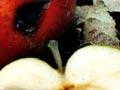 Codling moth damage