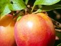 Fortune plums