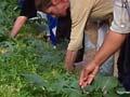 Horticulture students