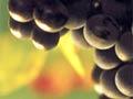 Merlot grapes